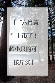 “六月黄”上市了！超小只的可按斤买