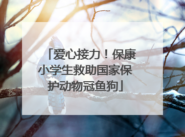 爱心接力！保康小学生救助国家保护动物冠鱼狗