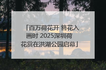 百万荷花开 簪花入画时 2025深圳荷花赏在洪湖公园启幕