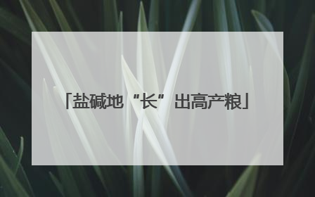盐碱地“长”出高产粮