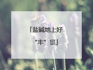 盐碱地上好“丰”景