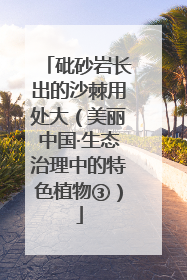 砒砂岩长出的沙棘用处大（美丽中国·生态治理中的特色植物③）