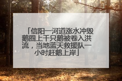 信阳一河道涨水冲毁鹅圈上千只鹅被卷入洪流，当地蓝天救援队一小时赶鹅上岸