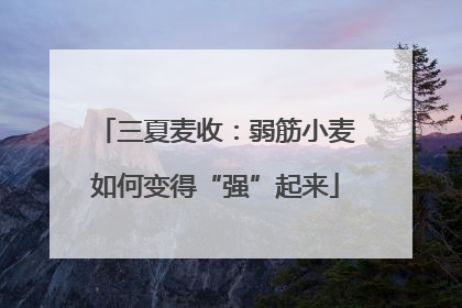 三夏麦收：弱筋小麦如何变得“强”起来