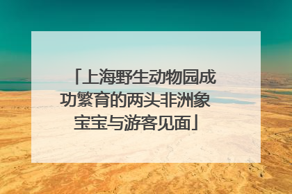 上海野生动物园成功繁育的两头非洲象宝宝与游客见面