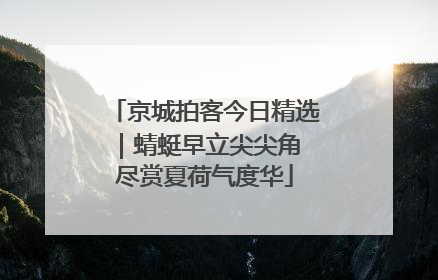 京城拍客今日精选｜蜻蜓早立尖尖角 尽赏夏荷气度华