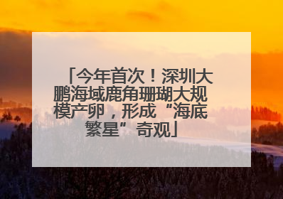 今年首次！深圳大鹏海域鹿角珊瑚大规模产卵，形成“海底繁星”奇观