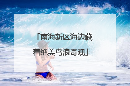 南海新区海边藏着绝美鸟浪奇观