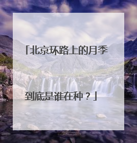 北京环路上的月季到底是谁在种？