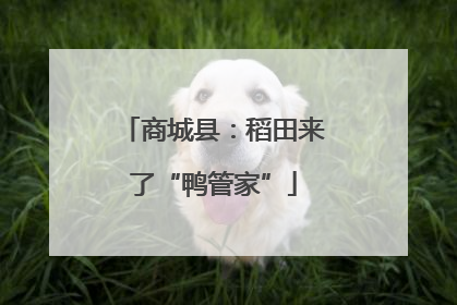 商城县：稻田来了“鸭管家”