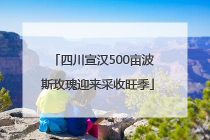 四川宣汉500亩波斯玫瑰迎来采收旺季