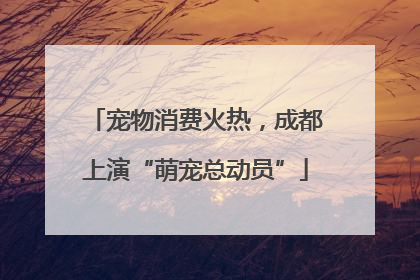 宠物消费火热，成都上演“萌宠总动员”