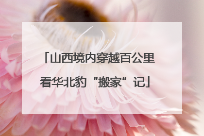 山西境内穿越百公里 看华北豹“搬家”记