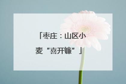 枣庄：山区小麦“喜开镰”