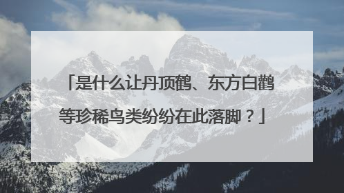 是什么让丹顶鹤、东方白鹳等珍稀鸟类纷纷在此落脚？