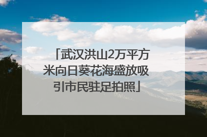 武汉洪山2万平方米向日葵花海盛放吸引市民驻足拍照