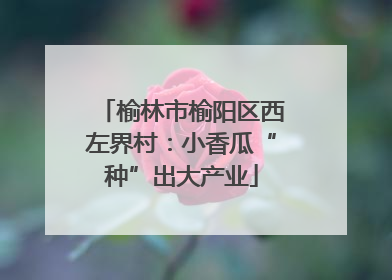 榆林市榆阳区西左界村：小香瓜“种”出大产业
