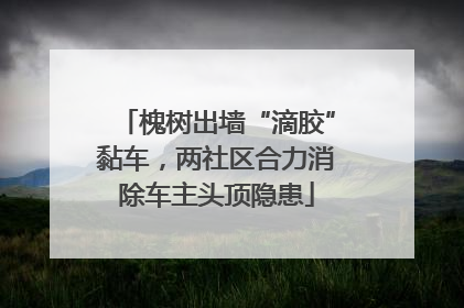 槐树出墙“滴胶”黏车，两社区合力消除车主头顶隐患