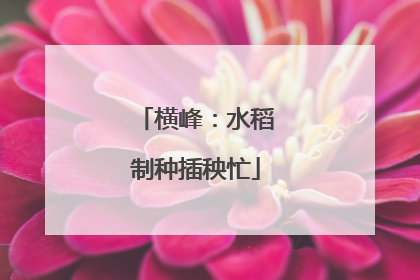 横峰：水稻制种插秧忙