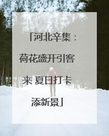 河北辛集：荷花盛开引客来 夏日打卡添新景
