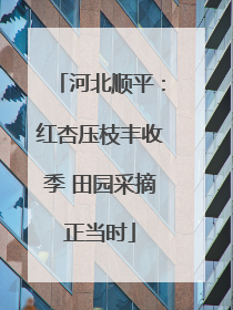 河北顺平：红杏压枝丰收季 田园采摘正当时