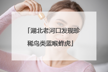 湖北老河口发现珍稀鸟类蓝喉蜂虎
