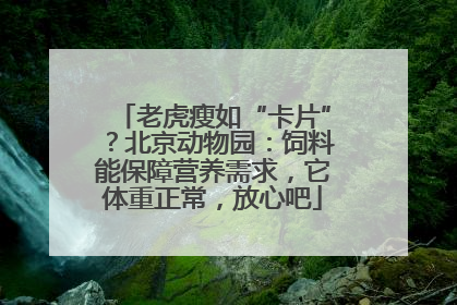老虎瘦如“卡片”？北京动物园：饲料能保障营养需求，它体重正常，放心吧