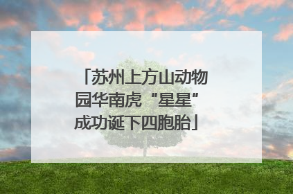 苏州上方山动物园华南虎“星星”成功诞下四胞胎