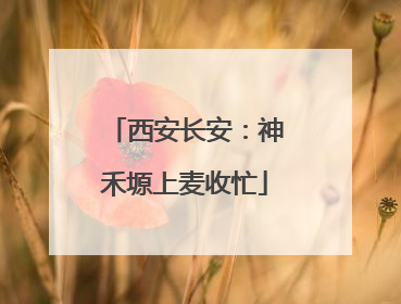 西安长安：神禾塬上麦收忙