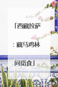 西藏拉萨：藏马鸡林间觅食