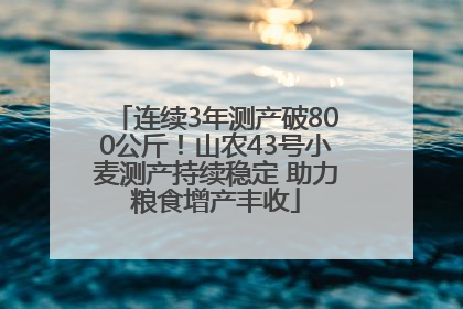 连续3年测产破800公斤！山农43号小麦测产持续稳定 助力粮食增产丰收