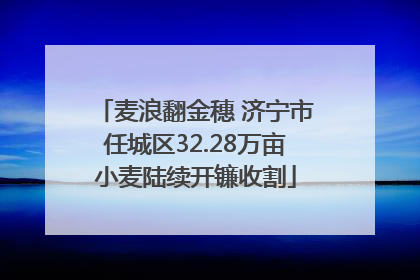 麦浪翻金穗 济宁市任城区32.28万亩小麦陆续开镰收割
